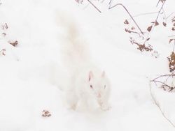 Kocak! Melihat Gaya Absurd dan Konyol Para Hewan Dalam Bidikan Kamera