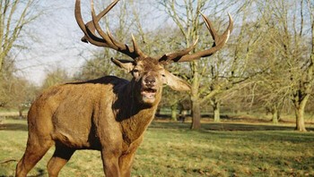 Menghabiskan waktu sekitar 5 menit untuk merangkak perlahan-lahan dengan perut saya melewati lumpuh beku pada pagi di musim dingi. Menyusun bidikan yang sempurna untuk eksposur terkahir pada kamera analog saya. Setelah beridir dengan penuh keajaiban, kemare langsung melihat ke arah saya dan mengeluarkan suara bersendawa yang paling keras yang pernah saya dengar (Foto: Boredpanda/Sebastian Stern)