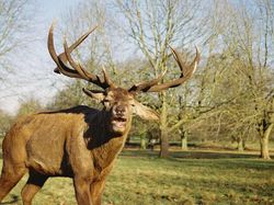 Kocak! Melihat Gaya Absurd dan Konyol Para Hewan Dalam Bidikan Kamera