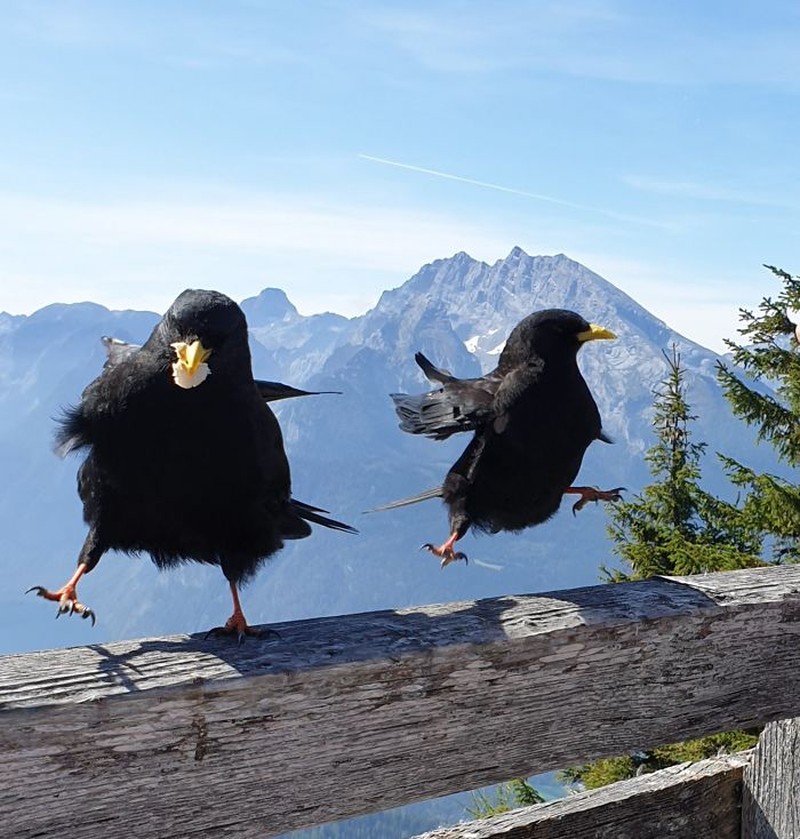 Kocak! Melihat Gaya Absurd dan Konyol Para Hewan Dalam Bidikan Kamera