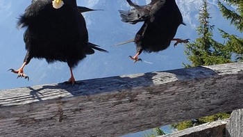 Dua burung tampak menari gembira.  (Foto: Boredpanda/Oliver Hornberger)