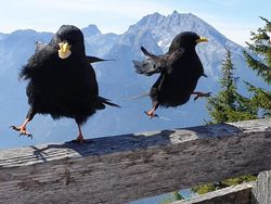 Kocak! Melihat Gaya Absurd dan Konyol Para Hewan Dalam Bidikan Kamera