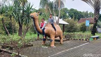 Miniatur unta di Kurma Park Pasuruan/Foto: Muhajir Arifin/detikJatim