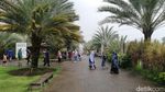 10 Foto Keliling Kurma Park Pasuruan Jelang Ramadan