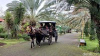 Naik andong di Kurma Park Pasuruan/Foto: Muhajir Arifin/detikJatim