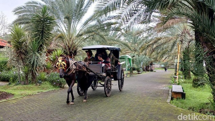 Kurma Park Pasuruan sebelumnya bernama Wisata Kebun Kurma.