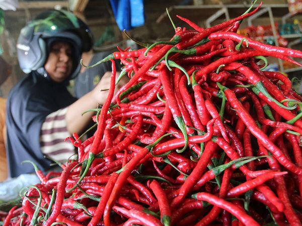 Pemkab Aceh Barat Subsidi Harga Cabai Rp 20.000/Kg