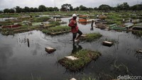 Beberapa peziarah mengeluhkan kondisi pemakaman di TPU Semper lantaran banyak akses maupun makam yang terendam banjir. 