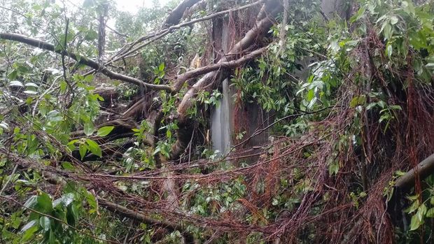 Rumah Warga di Desa Kolaka, NTT, tertimpa pohon karena cuaca ekstrem. (Istimewa)