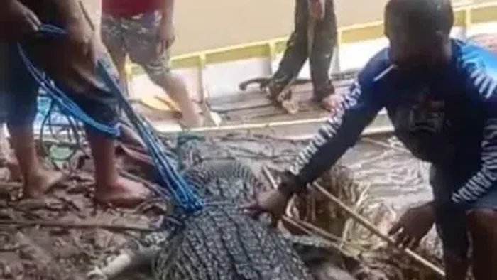 Warga di Palopo menangkap buaya 4 meter.