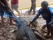 Warga Palopo Tangkap Buaya 4 Meter Diduga Penerkam Wanita di Luwu