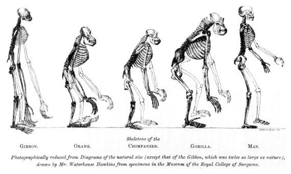 Gambar yang Disangka Teori Evolusi Padahal Salah Paham yaitu perbandingan kerangka kera dan manusia karya Thomas Henry Huxley (1863) dan The Road to Homo sapiens karya Rudolph Zallinger (1965)