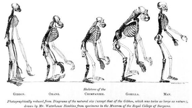 Gambar yang Disangka Teori Evolusi Padahal Salah Paham yaitu perbandingan kerangka kera dan manusia karya Thomas Henry Huxley (1863) dan The Road to Homo sapiens karya Rudolph Zallinger (1965)
