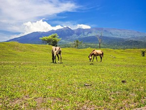 Merana Nasib Hutan Gunung Tambora: Habis Dibabat, Sumber Air Lenyap
