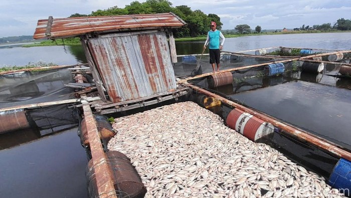 Ikan nila di Wauk Cengklik Boyolali mati massal, Selasa (12/3/2024).