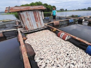 Ikan Nila Mati Massal di Waduk Cengklik, Petani Karamba Tekor Rp 890 Juta