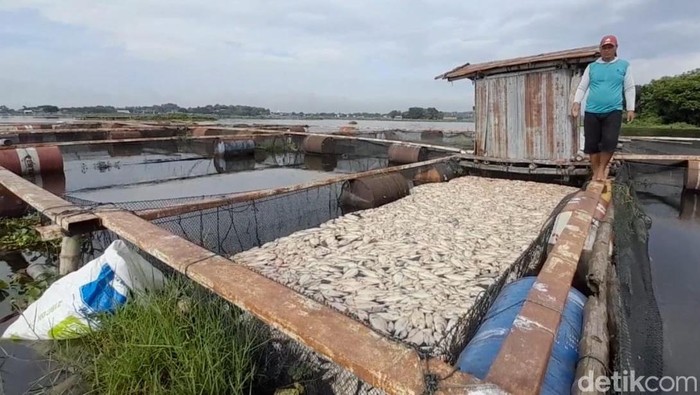 Ikan nila di Wauk Cengklik Boyolali mati massal, Selasa (12/3/2024).