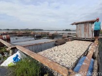 Cerita Petani Karamba soal Ikan Nila di Waduk Cengklik Boyolali Mati Massal