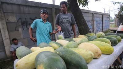 Pedagang Timun Suri Musiman Bermunculan Saat Ramadan