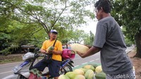 Pelanggannya beragam, mulai dari pemotor hingga yang mengendarai mobil sengaja berhenti di pinggir jalan untuk membeli timun suri.