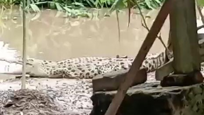 Penampakan buaya di Bojonegoro saat banjir