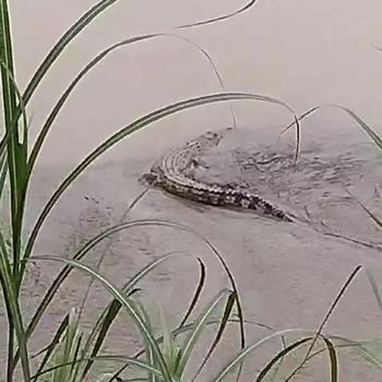Penampakan buaya di Bojonegoro saat banjir