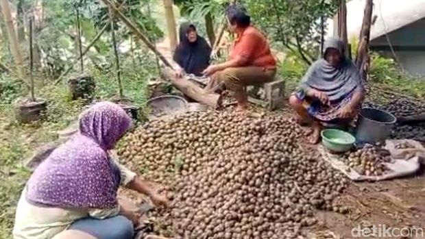 Produksi kolang-kaling di Desa Ciberung, Kecamatan Ajibarang, Kabupaten Banyumas mengalami peningkatan untuk memenuhi pasar di bulan ramadan, Selasa (12/3/2024)