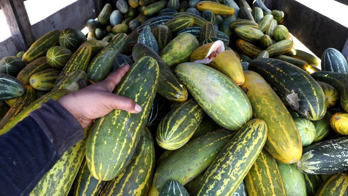 Petani Panen Timun Suri, Dijual Mulai Rp 7.000/Buah Petani memperlihatkan timun suri (Cucumis Mel L Var Reticulatus Naudin) hasil panennya di Desa Cot Cut, Aceh Besar, Aceh, Selasa (12/3/2024). Buah timun suri yang menjadi salah satu buah favorit untuk menu takjil pada setiap bulan Ramadhan tersebut dijual Rp7.000 hingga Rp40.000 per buah tergantung ukuran. ANTARA FOTO/Irwansyah Putra/YU