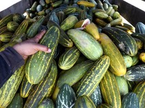 Petani Panen Timun Suri, Dijual Mulai Rp 7.000/Buah