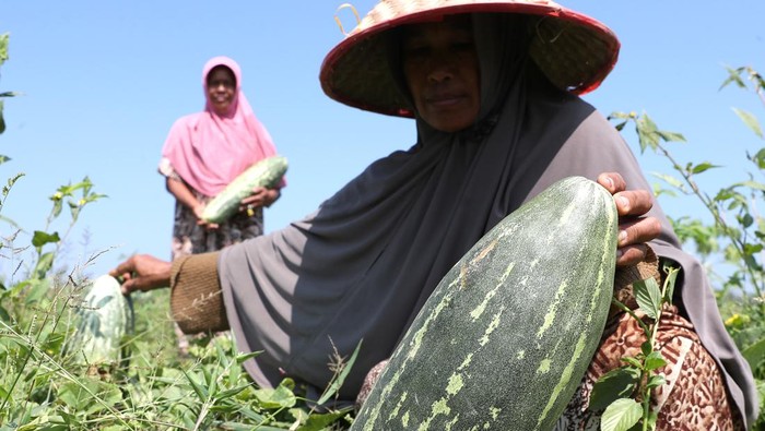 Petani Panen Timun Suri, Dijual Mulai Rp 7.000/Buah Petani memperlihatkan timun suri (Cucumis Mel L Var Reticulatus Naudin) hasil panennya di Desa Cot Cut, Aceh Besar, Aceh, Selasa (12/3/2024). Buah timun suri yang menjadi salah satu buah favorit untuk menu takjil pada setiap bulan Ramadhan tersebut dijual Rp7.000 hingga Rp40.000 per buah tergantung ukuran. ANTARA FOTO/Irwansyah Putra/YU
