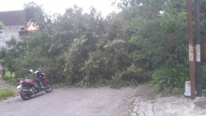 Pohon tumbang di blitar