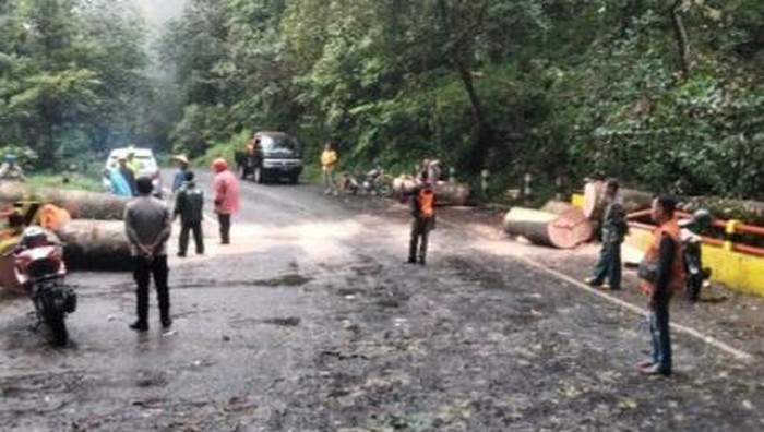 Pohon Tumbang Diterjang Hujan dan Angin Tutup Jalur Pacet-Cangar