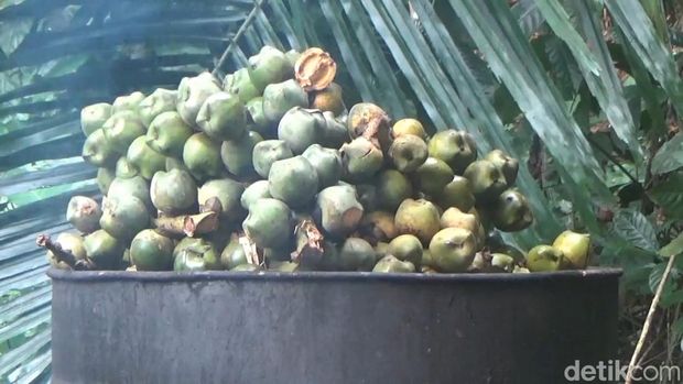 Produksi kolang-kaling di tengah hutan Purwakarta