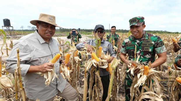 Asisten Khusus Menhan Bidang Ketahanan Pangan, Letjen TNI (Purn) Ida Bagus Purwalaksana, mewakili Menteri Pertahanan Prabowo Subianto, menghadiri panen raya jagung di lahan food estate Desa Tewai Baru, Kecamatan Sepang, Kabupaten Gunung Mas, Kalimantan Tengah, Senin (11/3/2024), hasil kerja sama Kementerian Pertahanan dengan Kementerian Pertanian. (Instagram @kemhanri)