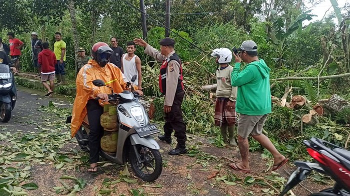 Foto: Situasi di lokasi seusai pemotor tewas akibat tertimpa pohon di di Jalan Raya Denpasar-Kintamani, Desa Pelaga, Kecamatan Petang, Kabupaten Badung. (Istimewa)