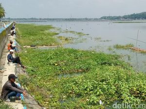 Rawa Jombor Klaten, Spot Favorit Mancing Kala Ramadan