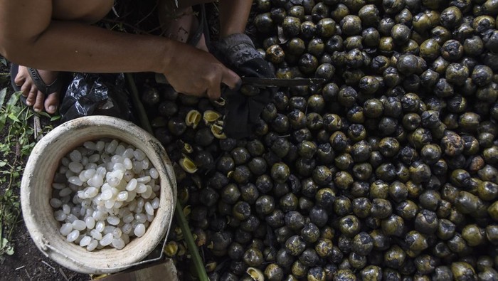 Perajin mengolah buah kolang kaling hasil panen di Desa Linggasari, Kabupaten Ciamis, Jawa Barat, Rabu (13/3/2024). Permintaan buah kolang kaling pada bulan puasa meningkat dibanding hari biasanya dan petani bisa menjual buah kolang kaling dengan harga Rp12.000 per kilogram dari sebelumnya Rp7.000 per kilogram dengan produksi satu kuital per hari. ANTARA FOTO/Adeng Bustomi/rwa.