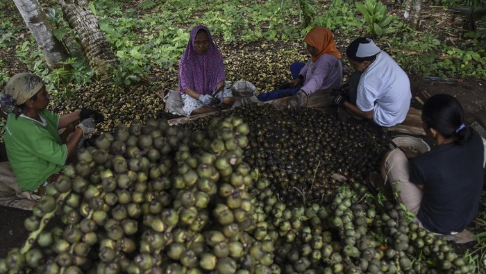 Perajin mengolah buah kolang kaling hasil panen di Desa Linggasari, Kabupaten Ciamis, Jawa Barat, Rabu (13/3/2024). Permintaan buah kolang kaling pada bulan puasa meningkat dibanding hari biasanya dan petani bisa menjual buah kolang kaling dengan harga Rp12.000 per kilogram dari sebelumnya Rp7.000 per kilogram dengan produksi satu kuital per hari. ANTARA FOTO/Adeng Bustomi/rwa.