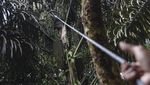Penasaran Cara Memanen Kolang-kaling? Ini Potretnya