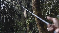 Petani memanen buah kolang kaling di Desa Linggasari, Kabupaten Ciamis, Jawa Barat, Rabu (13/3/2024).