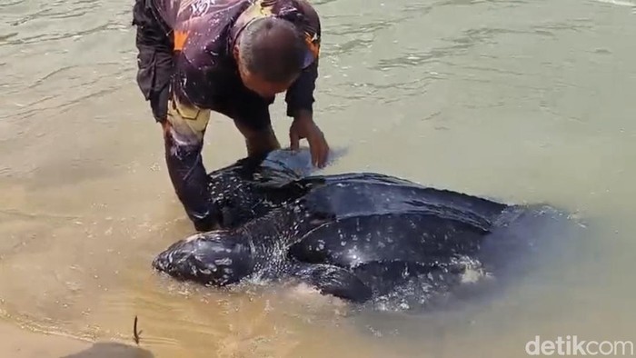 Penyu Belimbing (Dermochelys Coriacea) yang ditemukan di Kabupaten Bangka Barat.