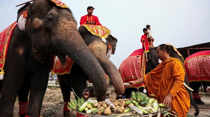 People feed elephants during Thailands National Elephant Day celebration in the ancient city of Ayutthaya, Thailand, March 13, 2024. REUTERS/Chalinee Thirasupa
