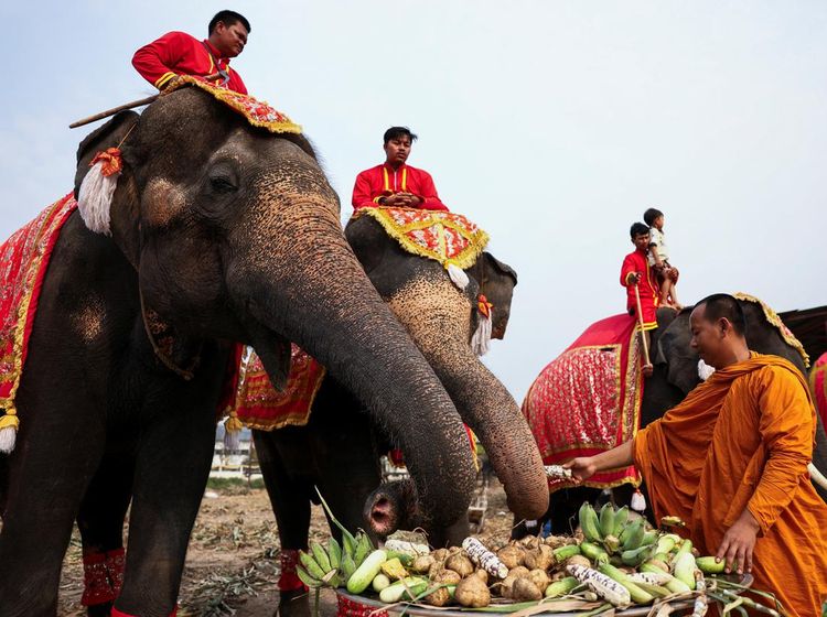 Pesta Buah Rayakan Hari Gajah Nasional di Thailand