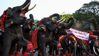 Hari Gajah Nasional Thailand diprakarsai oleh para pegiat konservasi satwa liar pada tahun 1998, sebagai pengingat bagi masyarakat Thailand akan pentingnya gajah dan mendorong dukungan terhadap upaya untuk melindungi mereka dari perburuan liar.