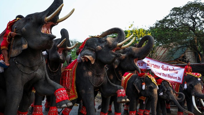 People feed elephants during Thailand's National Elephant Day celebration in the ancient city of Ayutthaya, Thailand, March 13, 2024. REUTERS/Chalinee Thirasupa