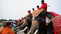 Sekitar 70 gajah di kota kuno Ayutthaya di Thailand menikmati pesta buah-buahan khusus untuk merayakan Hari Gajah Nasional pada Rabu (13/3), disertai dengan upacara tradisional yang dilakukan oleh para biksu Buddha.