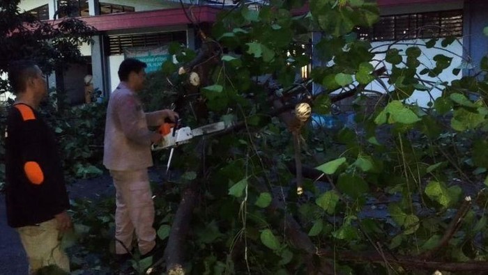 Petugas Badan Penanggulangan Bencana Daerah (BPBD) Kota Semarang sedang mengevakuasi pohon tumbang.