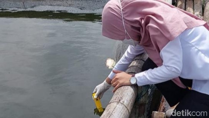 Petugas Disnakan Boyolali, memeriksa kondisi air di keramba jaring apung Waduk Cengklik, Rabu (13/3/2024).