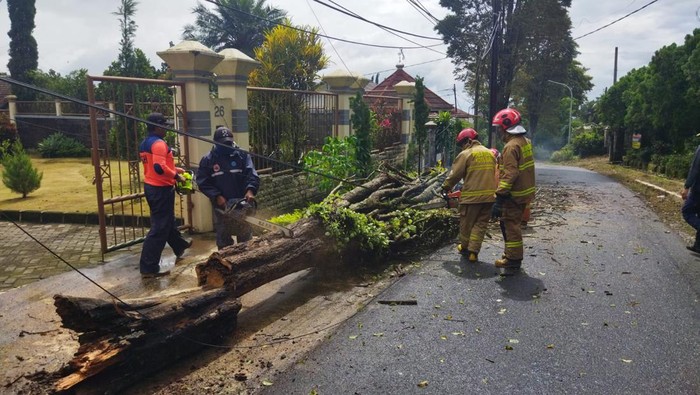 Petugas mengevakuasi pohon tumbang di Kota Batu