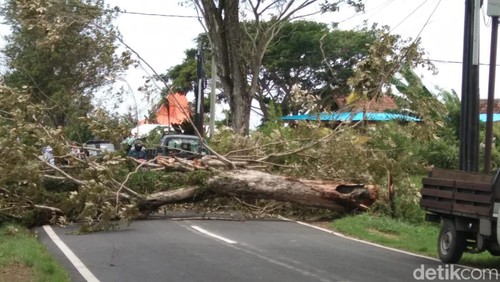 Pohon tumbang di Bali.